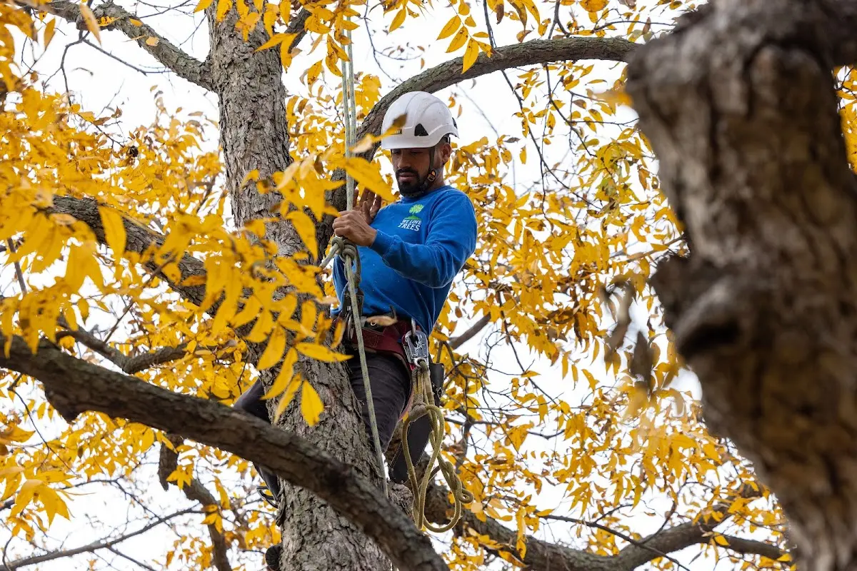 Skilled Tree Transplanting crew working in Hopkins